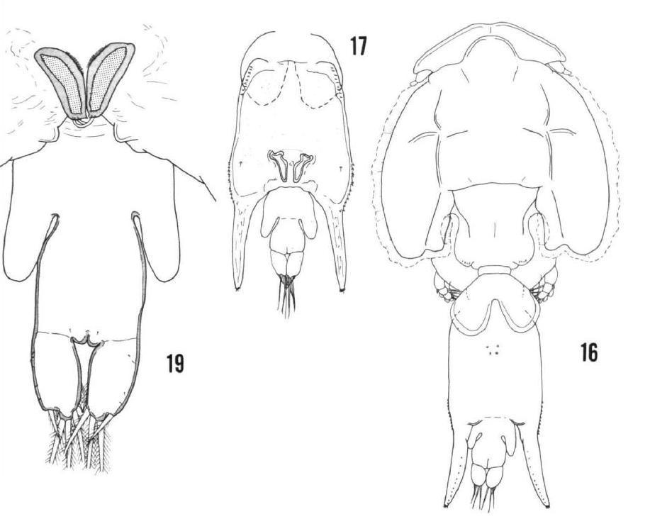 Представитель Семейства Euryphoridae